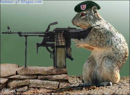 marmotte